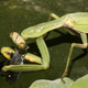 Esta mantis religiosa está devorando un pez millón.